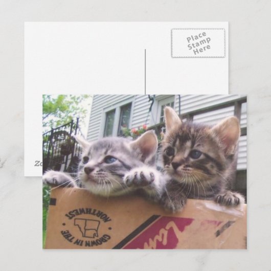 子猫はがき ポストカード (正面/裏面)