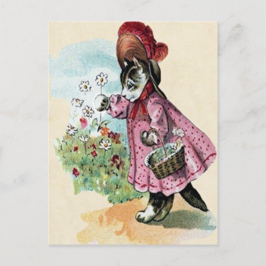 子猫はがき ポストカード (正面)