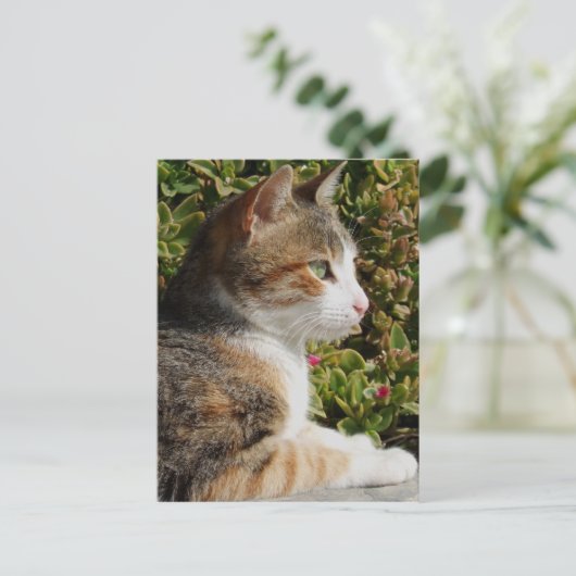 子猫はがき ポストカード (スタンド正面)