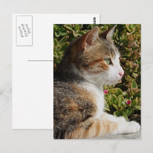 子猫はがき ポストカード (正面/裏面)