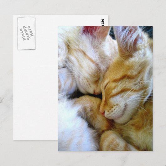 子猫はがき ポストカード (正面/裏面)