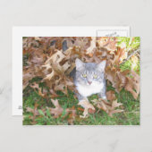 子猫はがき ポストカード (正面/裏面)