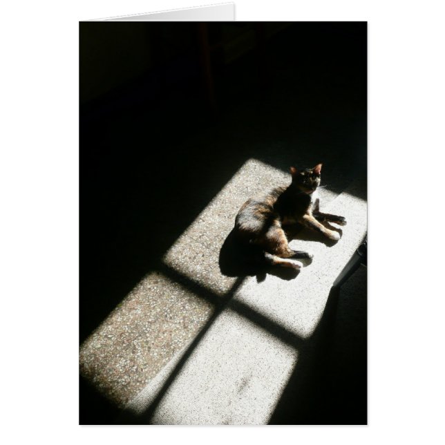 子猫は日光、影の茶色のぶち猫を見つけました (正面)