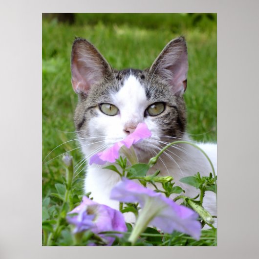 子猫は花の匂いを嗅いだ ポスター (正面)