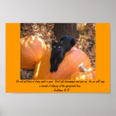 子猫を収穫する ポスター (正面)