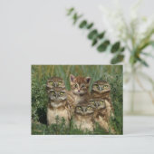 子猫を操る ポストカード (スタンド正面)