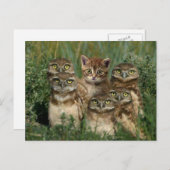 子猫を操る ポストカード (正面/裏面)