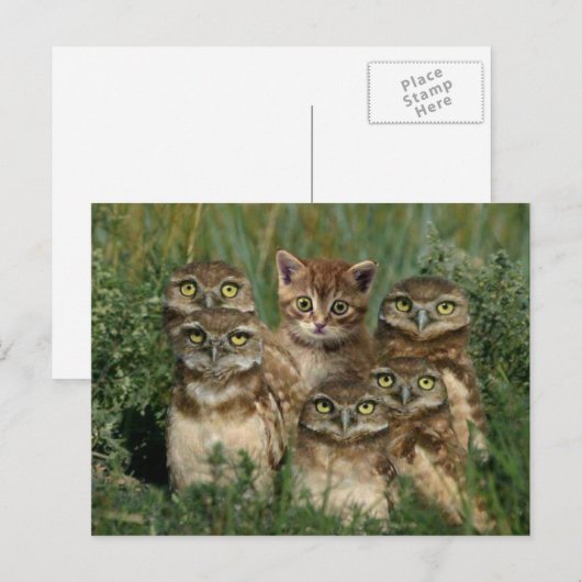 子猫を操る ポストカード (正面/裏面)