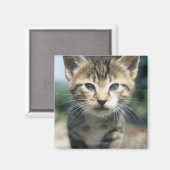 子猫アウトドア マグネット (正面/裏面)