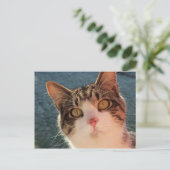 子猫アップクローズ ポストカード (スタンド正面)