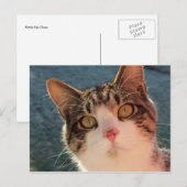 子猫アップクローズ ポストカード (正面/裏面)