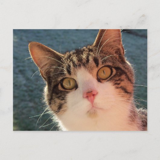 子猫アップクローズ ポストカード (正面)