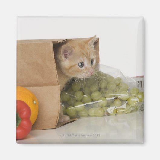 子猫インサイド買い物袋 マグネット (正面)