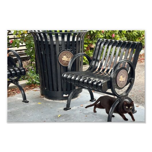 子猫インザパーク フォトプリント            (正面)