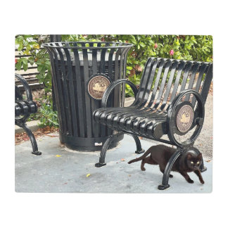 子猫インザパーク メタルプリント