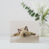 子猫カッコいいと一緒に過ごす ポストカード (スタンド正面)