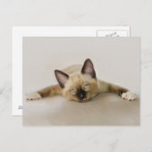 子猫カッコいいと一緒に過ごす ポストカード (正面/裏面)