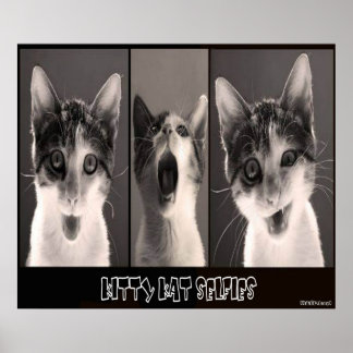 子猫カットセルフィーズのポスター ポスター