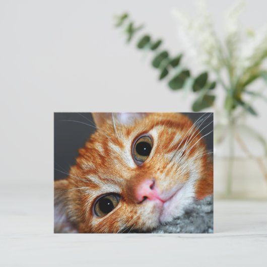 子猫カート ポストカード (スタンド正面)