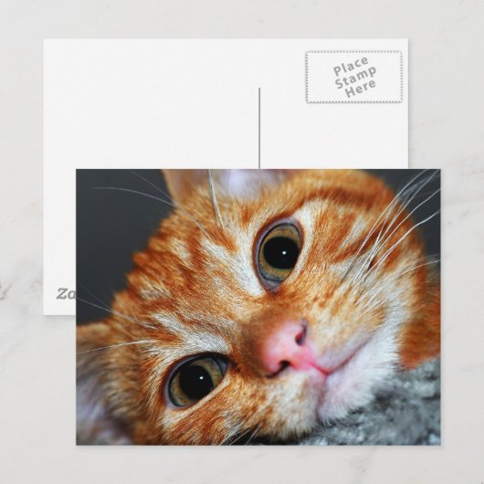 子猫カート ポストカード (正面/裏面)