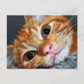 子猫カート ポストカード (正面)