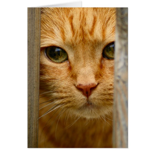 子猫カード (正面)