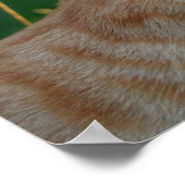 子猫キス ポスター (角)