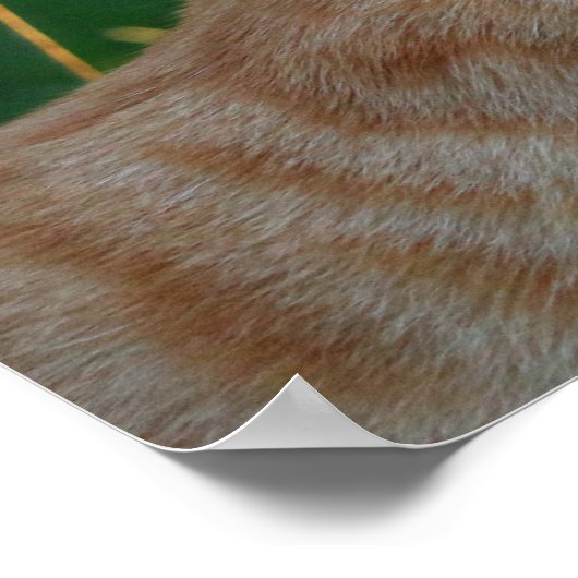 子猫キス ポスター (角)