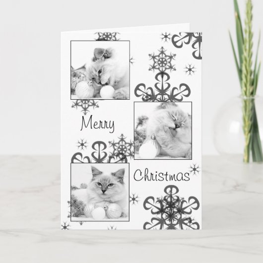 子猫クリスマスカード シーズンカード (正面)