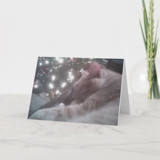 子猫クリスマス シーズンカード (正面)