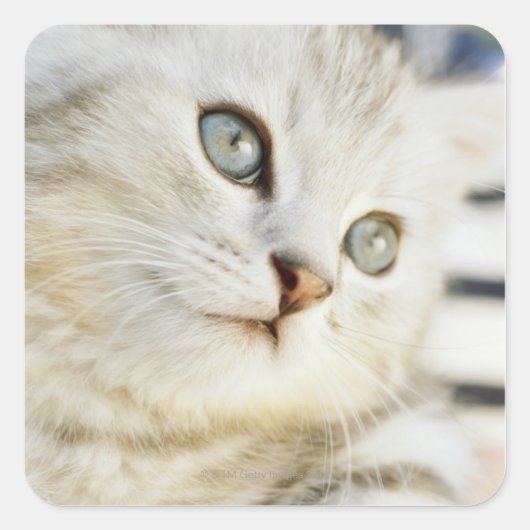 子猫クローズアップ2 スクエアシール (正面)