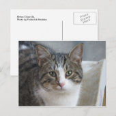 子猫クローズアップ ポストカード (正面/裏面)