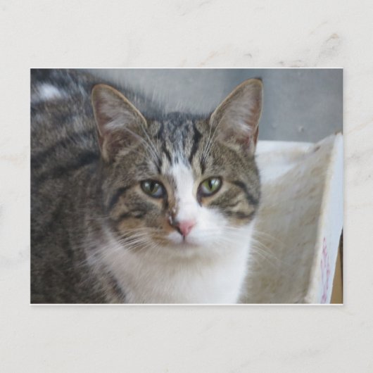 子猫クローズアップ ポストカード (正面)