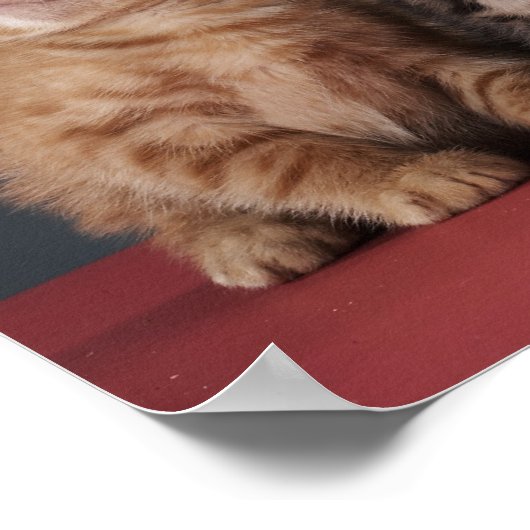 子猫グループ ポスター (角)