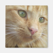 子猫コイ磁石 マグネット (正面)