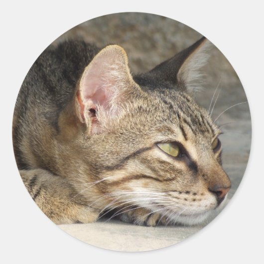 子猫シール ラウンドシール (正面)