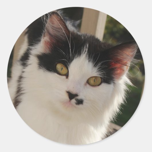 子猫シール ラウンドシール (正面)