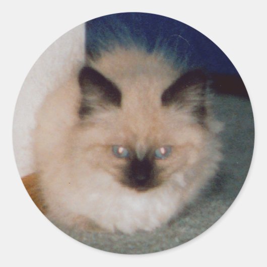 子猫ステッカー ラウンドシール (正面)
