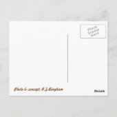 子猫チタン引用文 ポストカード (裏面)