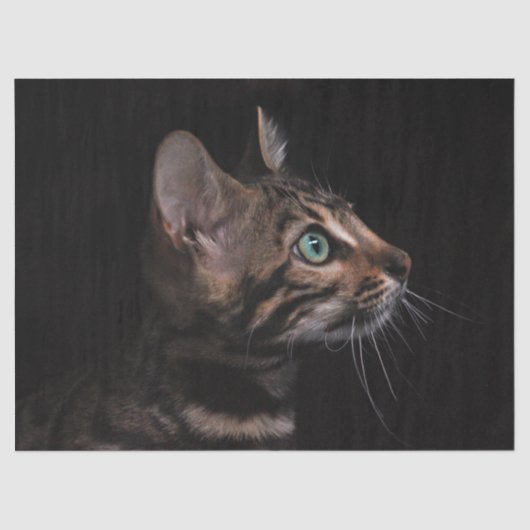 子猫ティッシュペーパー 薄葉紙 (正面)