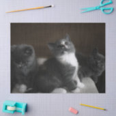 子猫ティッシュペーパー 薄葉紙 (クラフト)