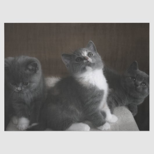 子猫ティッシュペーパー 薄葉紙 (正面)