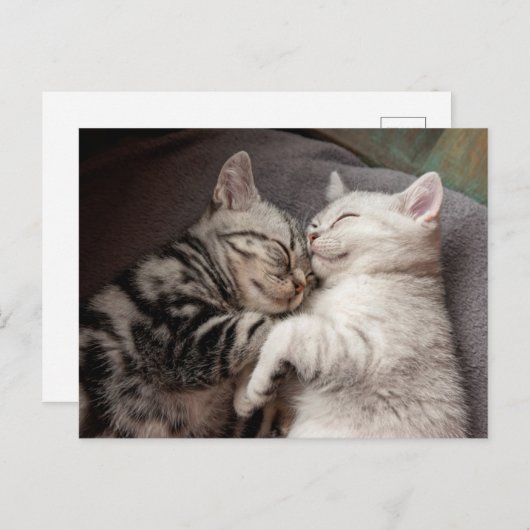 子猫ネコかわいいおもしろいはがき ポストカード (正面/裏面)
