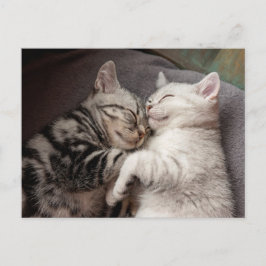 子猫ネコかわいいおもしろいはがき ポストカード