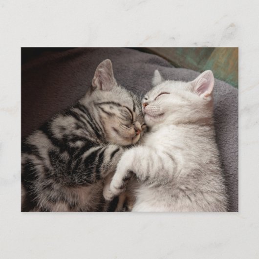 子猫ネコかわいいおもしろいはがき ポストカード (正面)