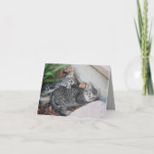 子猫ノートカード カード (正面)