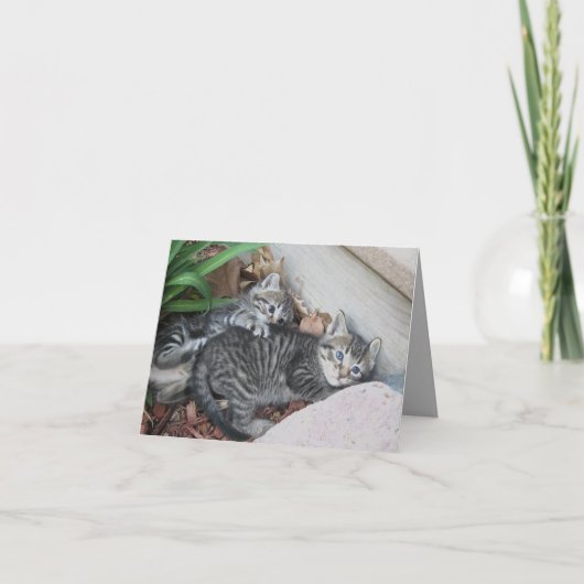 子猫ノートカード カード (正面)
