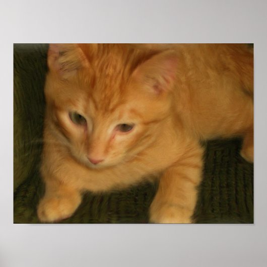 子猫フォトプリント ポスター (正面)