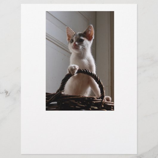 子猫フライヤー チラシ (裏面)