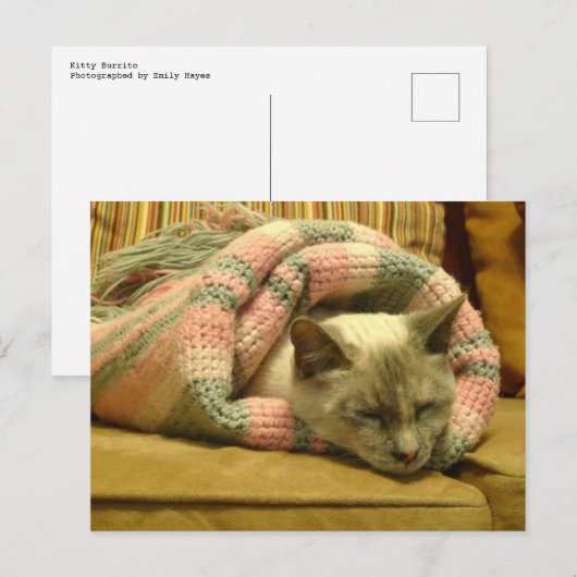 子猫ブリト ポストカード (正面/裏面)